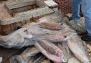 Aseguran 100 kilos de mero en Progreso, producto de la pesca ilegal