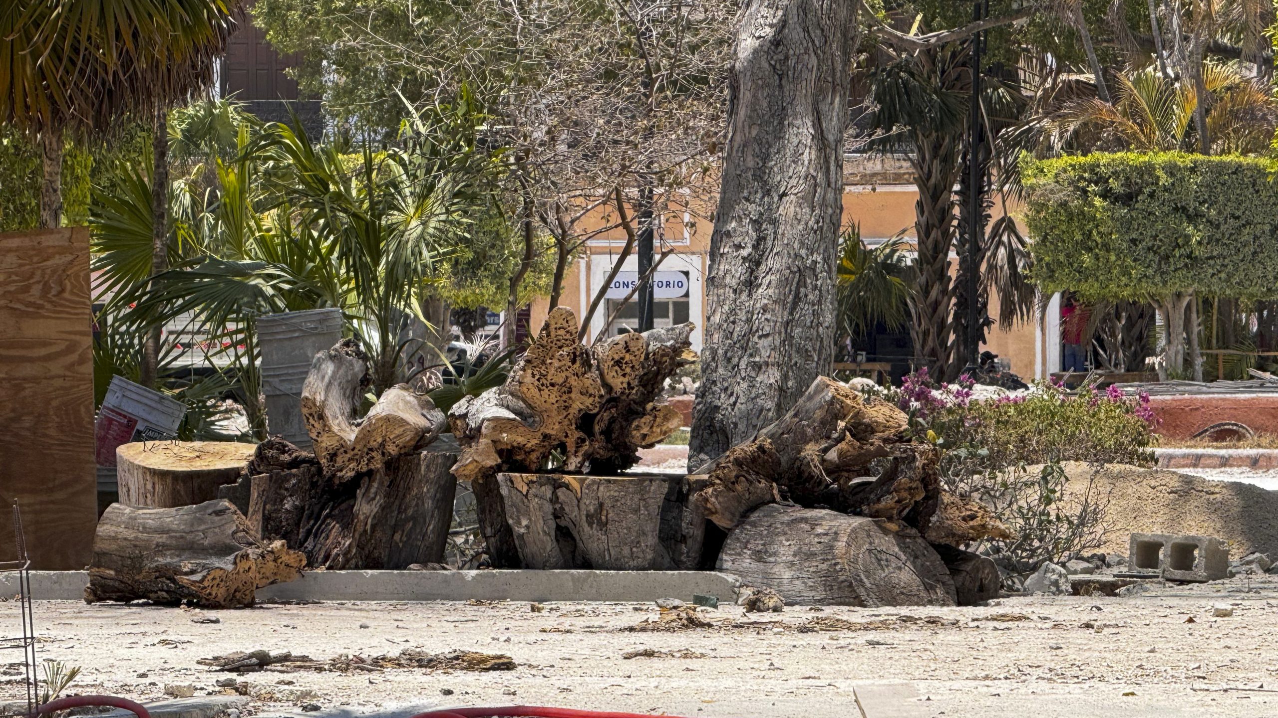 Talarán 11 árboles de la Plaza Grande de Mérida - Líneas Emergentes