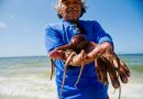 Es oficial: aumenta la cuota de captura de pulpo en Yucatán y Campeche