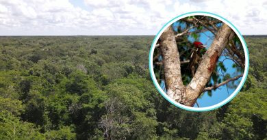 Invitan a la ciudadanía a donar para la protección de la Reserva Cuxtal