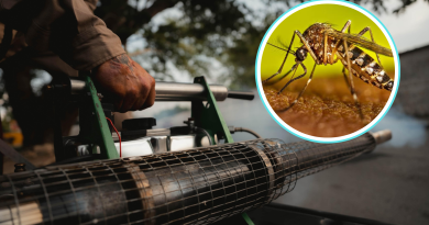 Detectan caso de chikungunya en Yucatán tras 7 años sin contagios