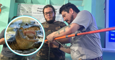 Cocodrilos, vecinos del manglar: comunidad recibe capacitación para reducir riesgos