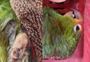 Rescatan dos loros con graves lesiones
