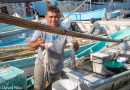 La pesca de pulpo dejó 1,762 millones de pesos en Yucatán en 2025