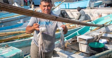 La pesca de pulpo dejó 1,762 millones de pesos en Yucatán en 2025
