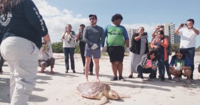 Liberan tortuga caguama en Progreso&nbsp;