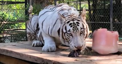 Cecilia Patrón anunció traslado de tigresa blanca a Animaya&nbsp;