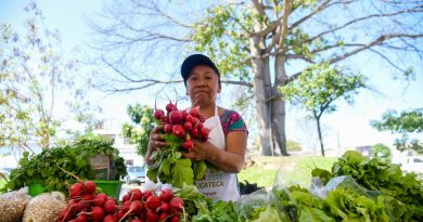 Regresó el Mercado Renacer del Campo Yucateco La Plancha
