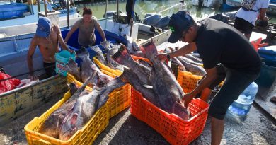 Engaño en pescaderías: 35% del pescado en Yucatán no es lo que te venden