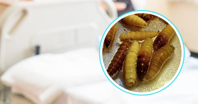 Confirman primer fallecimiento humano por gusano barrenador en Yucatán