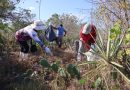 Yucatán y Campeche retiran más de 760 kg de basura en Celestún