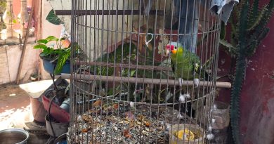 Golpe al tráfico de fauna: Yucatán lidera aseguramientos en la región