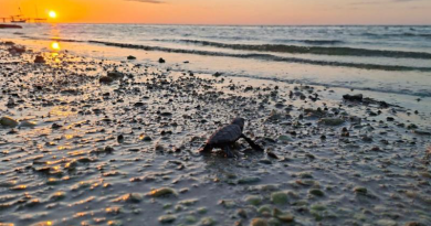 Arranca temporada de anidación de tortugas marinas en Yucatán