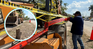 Vecinos frenan tala ilegal de árboles en Cholul&nbsp;