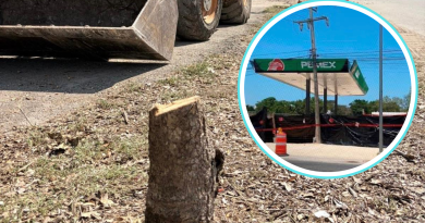 No nos temblará la mano contra quien tale árboles en Mérida: CPL&nbsp;