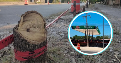 Gobierno entra al caso de tala en Cholul y ordena dictamen técnico