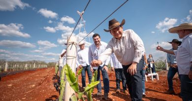 Pitahaya Valley posiciona a Yucatán en producción de pitahaya