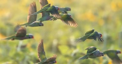 Buscan ayuda para que los loros vuelvan a ser libres