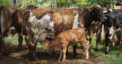 Nacen los primeros siete becerros por inseminación artificial en Yucatán