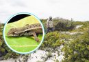 Cambio climático pone en riesgo a lagartijas de Yucatán: alerta la UNAM