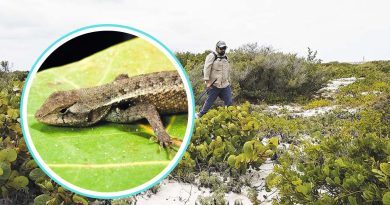 Cambio climático pone en riesgo a lagartijas de Yucatán: alerta la UNAM