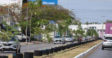 Serán más de 250 los árboles endémicos que se sembrarán en Circuito Colonias poniente