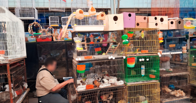 Frenan venta ilegal de especies protegidas en el Lucas de Gálvez