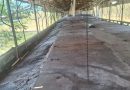 Profepa confirmó retiro total de cerdos de la granja de Santa María Chi