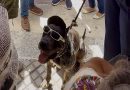 Zeus quedó bajo cuidado del Ayuntamiento tras ser entregado por su dueño