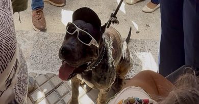 Zeus quedó bajo cuidado del Ayuntamiento tras ser entregado por su dueño