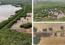 Recuperan más de 40 hectáreas de manglar en Sisal tras 12 años de restauración