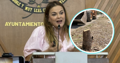 Hasta 2.9 mdp: hoy fijan multa por tala de siete maculís en Cholul&nbsp;
