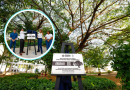 Mérida blinda sus árboles históricos; ya son 174 declarados patrimonio verde