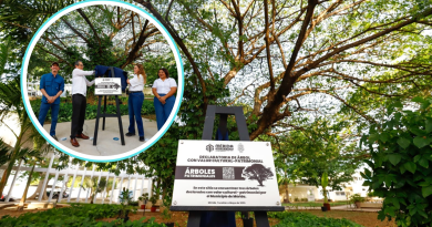 Mérida blinda sus árboles históricos; ya son 174 declarados patrimonio verde