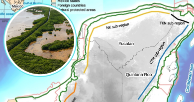 Manglares avanzan tierra adentro en Yucatán por aumento del nivel del mar