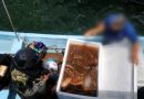 Vinculan a proceso a tres detenidos con 250 kilos de pepino de mar en Yucatán