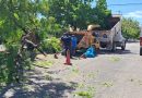 Atienden caída de ramas frente al mercado de la Alemán