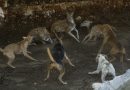 Perros callejeros ingresan al Centenario y provocan la muerte de seis animales