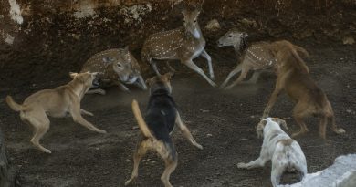 Perros callejeros ingresan al Centenario y provocan la muerte de seis animales