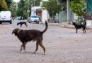 Perros ferales, un problema creciente en Mérida; sur y poniente concentran focos rojos