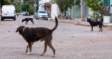 Perros ferales, un problema creciente en Mérida; sur y poniente concentran focos rojos