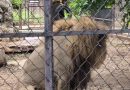 León del Centenario está sano; aclaran video donde aparece vomitando