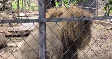 León del Centenario está sano; aclaran video donde aparece vomitando