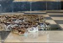 Llaman a prevenir mordeduras de serpiente durante temporada de lluvias