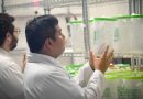 Yucatán comparte estrategia con “mosquitos buenos” para combatir el dengue