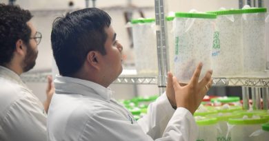 Yucatán comparte estrategia con “mosquitos buenos” para combatir el dengue