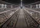 Amicus Curiae busca que Tribunal analice de fondo caso contra granja de Bachoco en Peto