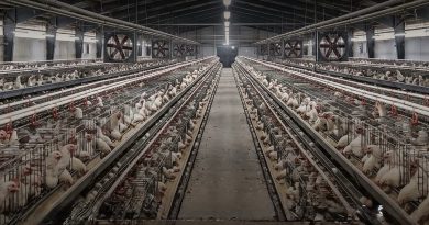 Amicus Curiae busca que Tribunal analice de fondo caso contra granja de Bachoco en Peto