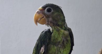 Burbuja sobrevive tras sufrir quemaduras por atole hirviendo en Yucatán