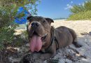 El 71.6% de los hogares de Yucatán tiene al menos una mascota
